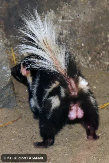 Formerly Eastern Spotted Skunk.