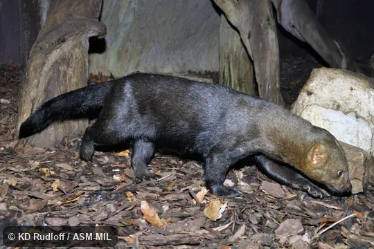 Individual of 1005815