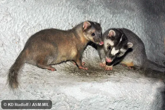 Also as Chinese Ferret-badger.