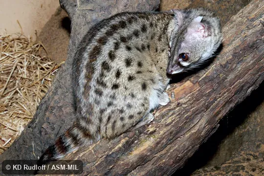 Also as Thierry's Genet|Villiers's Genet.