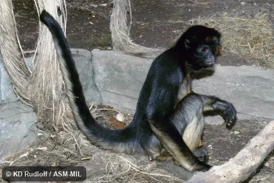 Also as Long-haired Spider Monkey|White-bellied Spider Monkey.