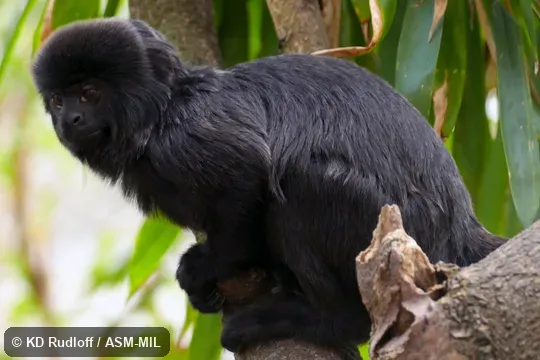 Also as Callimico, Goeldi's Marmoset, Goeldi's Tamarin.  Formerly Cebidae (Callitrichinae).