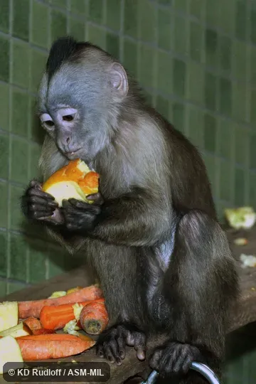 Also as Wedge-capped Capuchin.