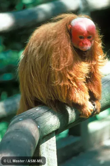Captive adult, face visible.  Formerly Cacajao calvus rubicundus, Bald Uacari|Bald Uakari.  Also as Red Uacari|Red Uakari|Red Bald-headed Uacari.