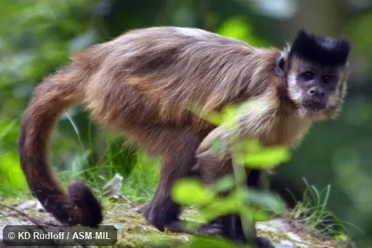 Formerly as Cebus libidinosus.  Also as Black-striped Capuchin.