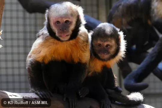 Formerly Cebus xanthosternos.  Also as Buff-headed Capuchin|Golden-bellied Capuchin|Smooth-headed Capuchin.