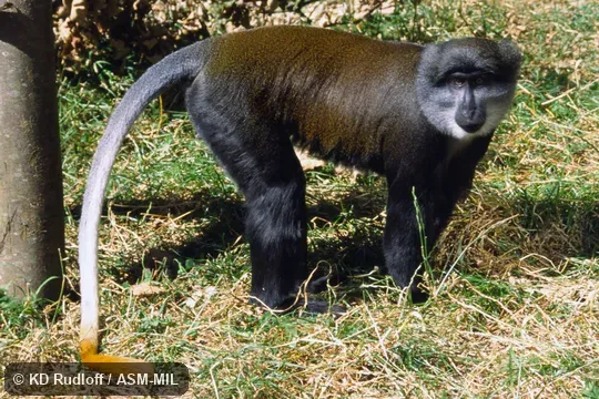 Formerly Cercopithecus solatus.  Also as Sun-tailed Guenon.