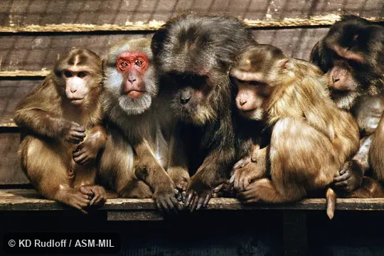 Same as 5224.  Mixed group with Macaca arctoides.  Also as Assam Macaque.