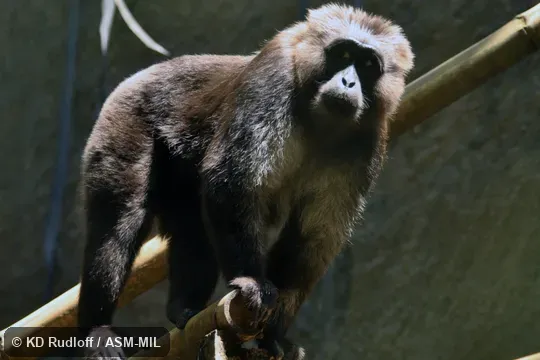 Also as Celebes Macaque.