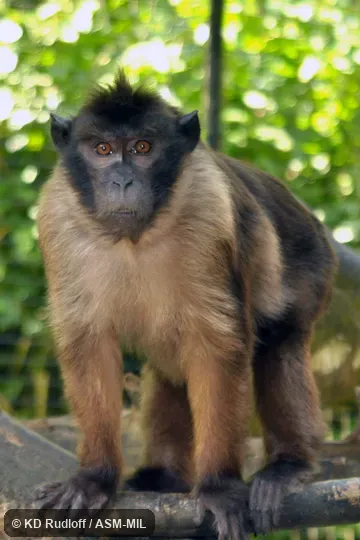 Also as Mentawai Macaque|Pagai Island Macaque.