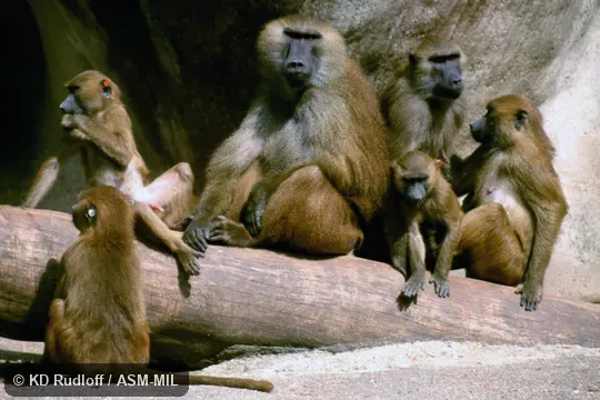 Also as Western Baboon.