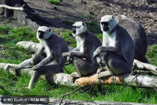 Also as Gray Langur|Hanuman Langur|Kumaon Langur|Lesser Hill Langur|Tarai Gray Langur|Tarai Sacred Langur.