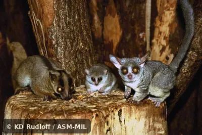 Same as 5249 and 5259. Mixed with Microcebus murinus and Galago senegalensis. Also as Eastern Fork-marked Lemur|Masoala Fork-crowned Lemur. Same as 5249 and 5259. Mixed with Microcebus murinus and Galago senegalensis. Also as Eastern Fork-marked Lemur|Masoala Fork-crowned Lemur.