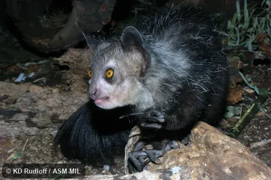 Individual of 1000929