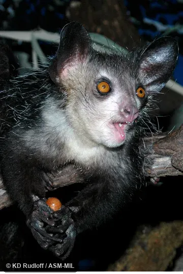 Individual of 1000929