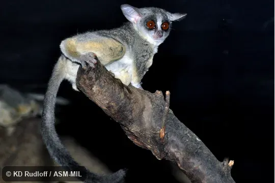 Also as Senegal Bushbaby|Senegal Galago|Ethiopia Lesser Galago|Kenya Lesser Galago|Senegal Lesser Galago|Uganda Lesser Galago.