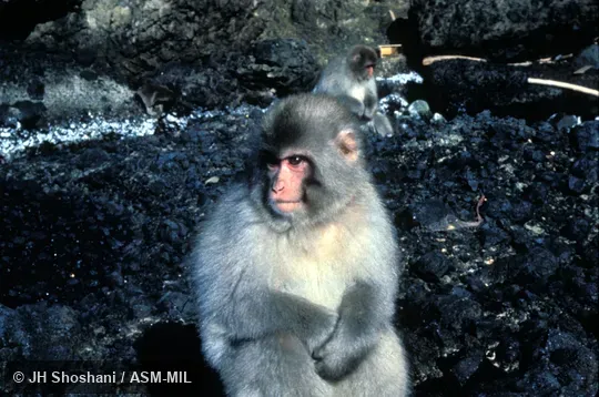 View showing thick fur coat