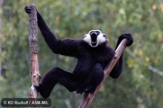 Also as Dark-handed Gibbon.