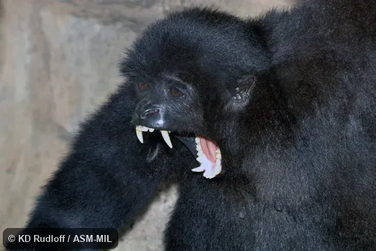 Also as Dwarf Gibbon, Mentawai Gibbon.