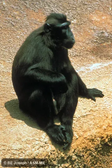 Oblique view of sitting adult.  Also as Black Crested Macaque|Celebes Black Ape|Celebes Black Macaque|Celebes Crested Macaque|Celebes Macaque|Sulawesi Black Macaque|Sulawesi Crested Black Macaque.