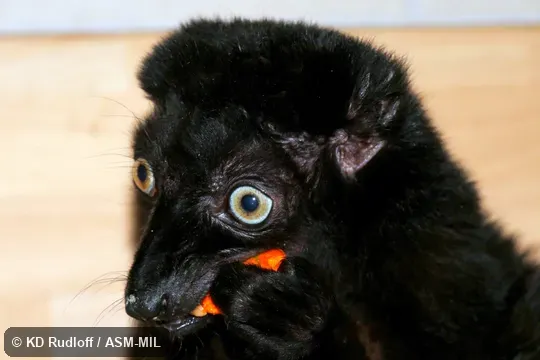 Formerly Eulemur macaco flavifrons, Black Lemur.  Adult male.  Also as Sclater's Black Lemur, Sclater's Lemur.