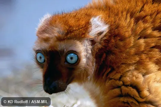 Formerly Eulemur macaco flavifrons, Black Lemur.  Adult female.  Also as Sclater's Black Lemur, Sclater's Lemur.
