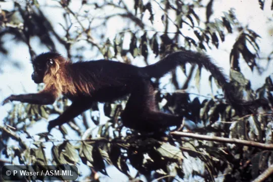 Side view leaping from branch.  Lophocebus albigena ugandae, Ugandan Gray-cheeked Mangabey.  Formerly Lophocebus ugandae, Ugandan Crested Mangabey.  Also as Cloaked Mangabey|White-cheeked Mangabey.