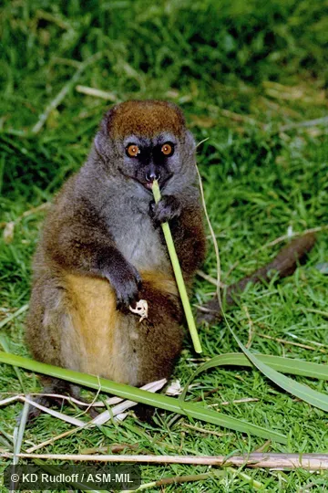 Also as Alaotran Bamboo Lemur|Bandro|Lac Alaotra Gentle Lemur|Lake Alaotra Gentle Lemur.