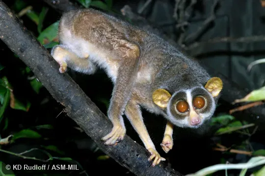 Individual of 1001059