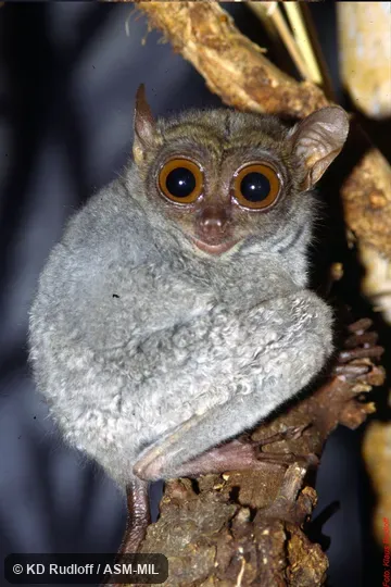 Carlito syrichta carbonarius?.  Formerly Tarsius syrichta.