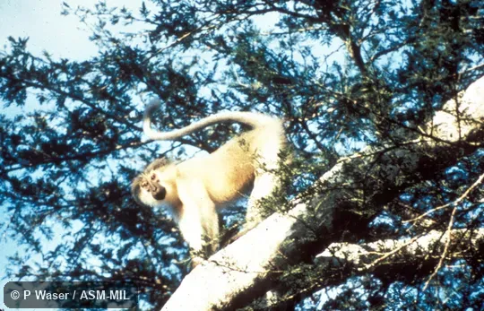 Side view of monkey in tree.  Also as Tana Mangabey|Tana River Crested Mangabey.