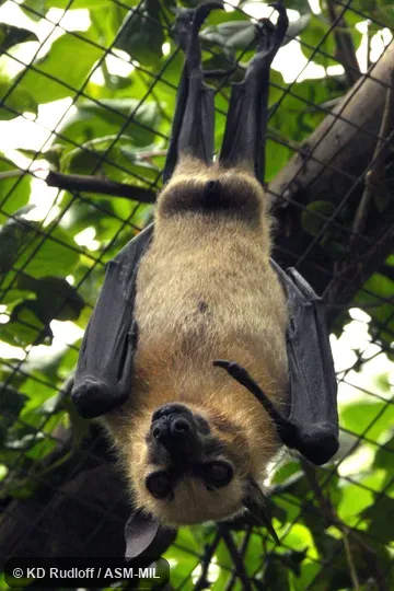 Also as Sulawesi Acerodon|Sulawesi Fruit Bat.