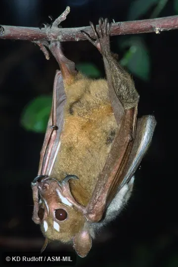 Also as Sulawesi Stripe-faced Fruit Bat.