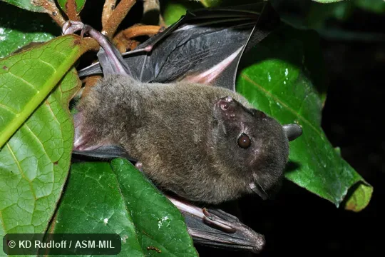 Also as Swift Fruit Bat.