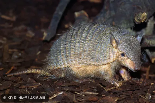 Also as Lesser Hairy Armadillo, Small Hairy Armadillo, Andean Hairy Armadillo.