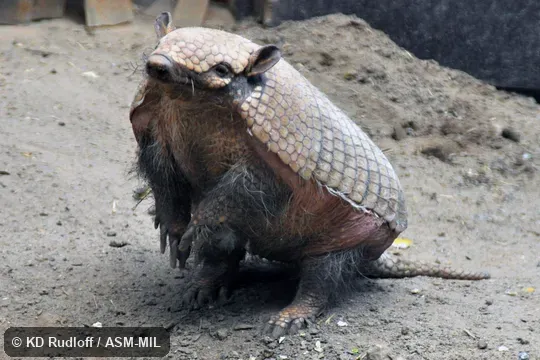 Also as Yellow Armadillo.