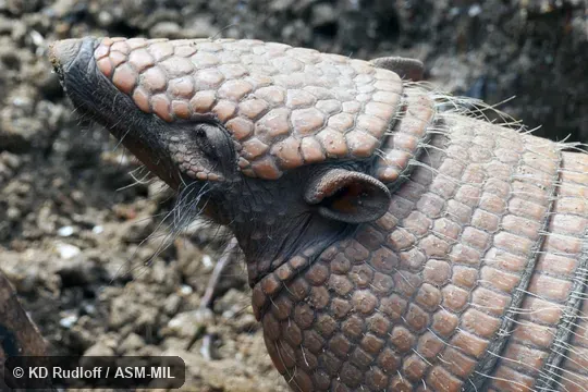 Also as Yellow Armadillo.