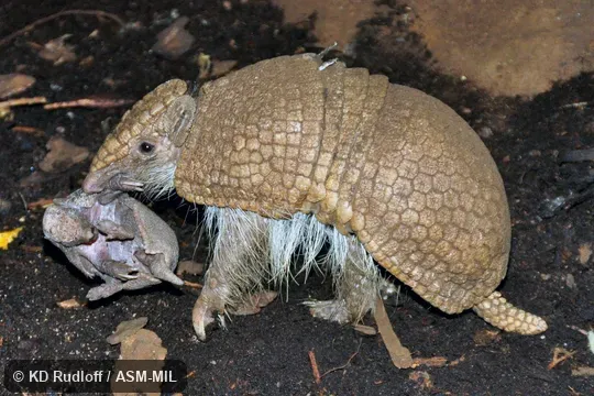 Adult carrying young in mouth.  Also as Azara's Domed Armadillo, La Plata Three-banded Armadillo.