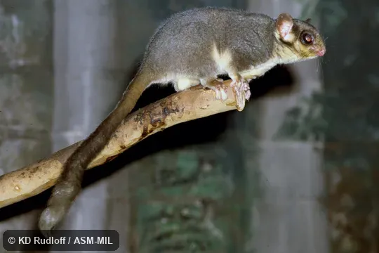Also as Fairy Possum.