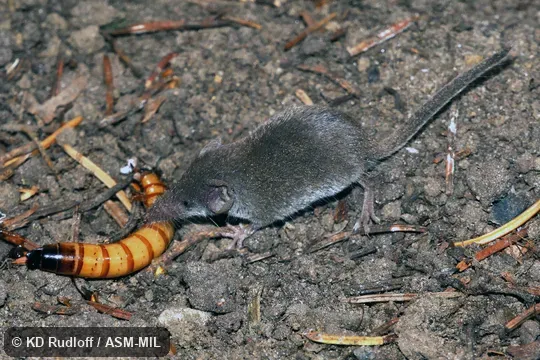 Eating mealworm.  Formerly Soricomorpha.  Also as Common Dwarf Shrew, Etruscan Dwarf Shrew, Pygmy White-toothed Shrew, Savi's Pygmy Shrew.