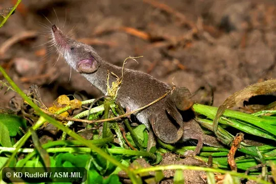 Formerly Soricomorpha.  Also as Common Dwarf Shrew, Etruscan Dwarf Shrew, Pygmy White-toothed Shrew, Savi's Pygmy Shrew.