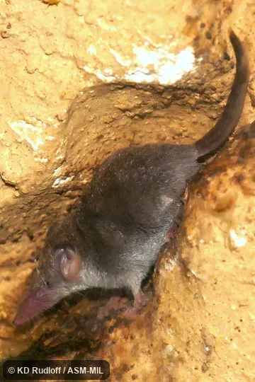 In burrow.  Formerly Soricomorpha.  Also as Common Dwarf Shrew, Etruscan Dwarf Shrew, Pygmy White-toothed Shrew, Savi's Pygmy Shrew.