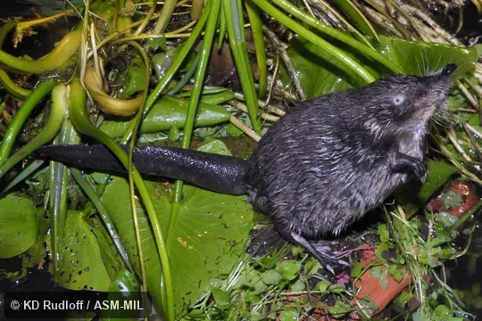 Formerly Soricomorpha. Also as Desman|Water Mole. Formerly Soricomorpha. Also as Desman|Water Mole.