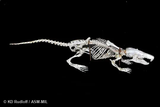 Formerly Soricomorpha.  Mounted skeleton.  Also as Desman, Water Mole.