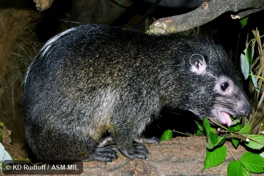 Also as Beecroft's Tree Hyrax.