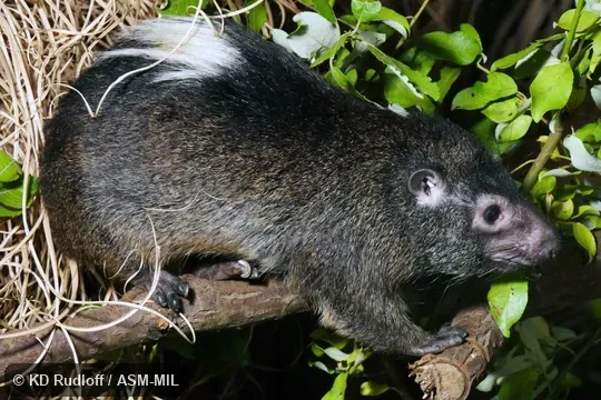 Also as Beecroft's Tree Hyrax.