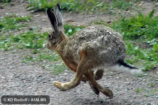Lepus europaeus hybridus.  Summer pelage.  Bounding in gathered suspension.  Also as Brown Hare|European Brown Hare.