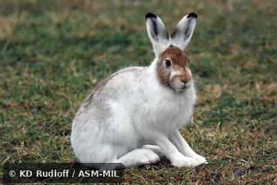 Winter pelage. Also as Blue Hare|Snow Hare|Eurasian Arctic Hare|Varying Hare|White Hare. Winter pelage. Also as Blue Hare|Snow Hare|Eurasian Arctic Hare|Varying Hare|White Hare.