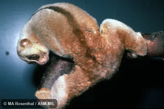 Dorso-lateral view.  Also as Ashy Slow Loris|Northern Slow Loris.