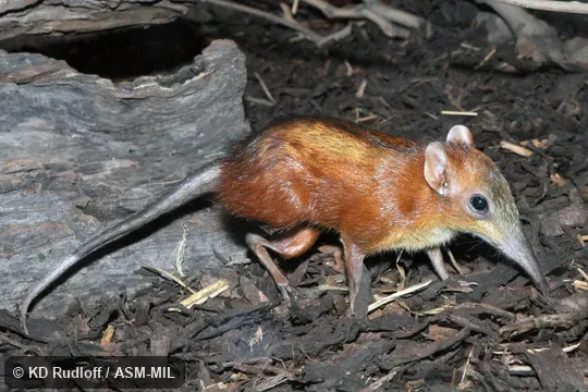 Rhynchocyon cirnei macrurus.  Chequered Elephant-shrew, Chequered Giant Sengi